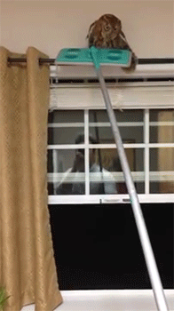 집에 부엉이 들어옴.gif | 인스티즈