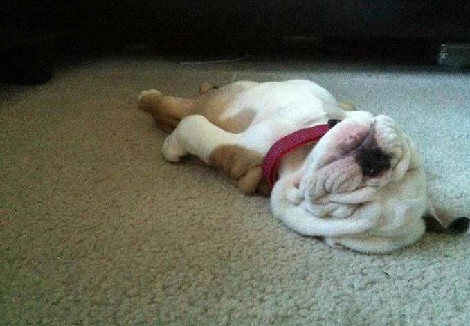 진짜 편해보이는 댕댕이들 자는 자세.jpg | 인스티즈