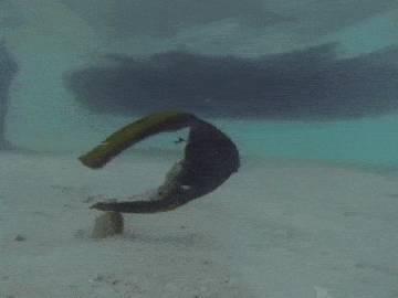 몸통을 잃고도 헤엄치는 물고기.gif | 인스티즈