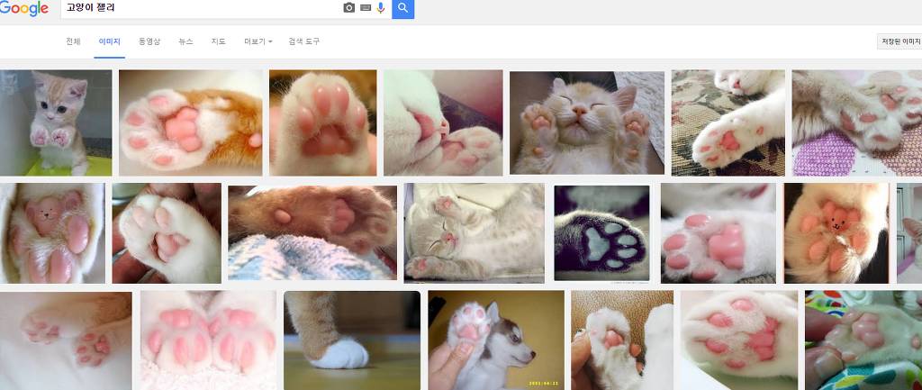 힐링을 위해 고양이를 검색해보았다냥 | 인스티즈