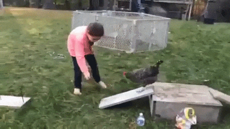 치킨 길들이기 | 인스티즈