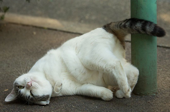 일본의 길냥이들 | 인스티즈