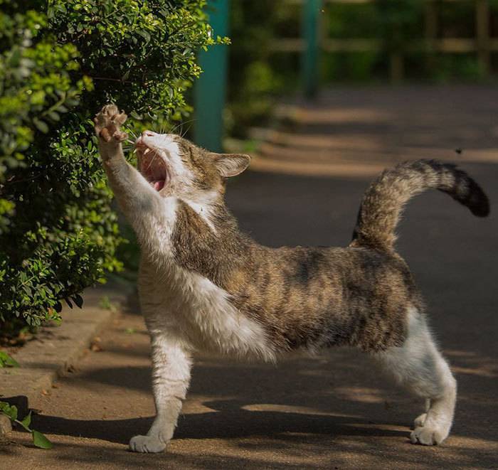 일본의 길냥이들 | 인스티즈