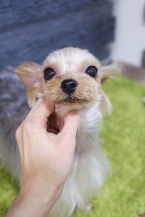 견종 이야기 - 요크셔 테리어 | 인스티즈