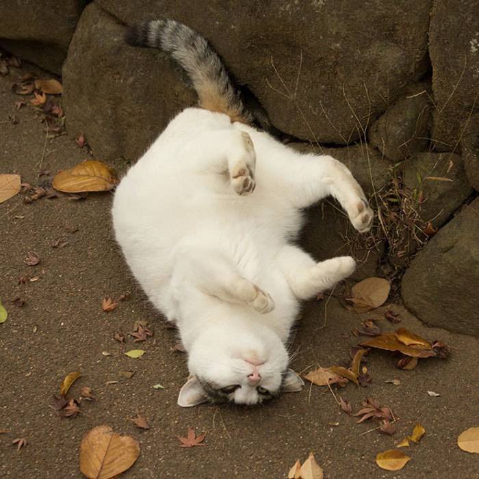 일본의 길냥이들 | 인스티즈