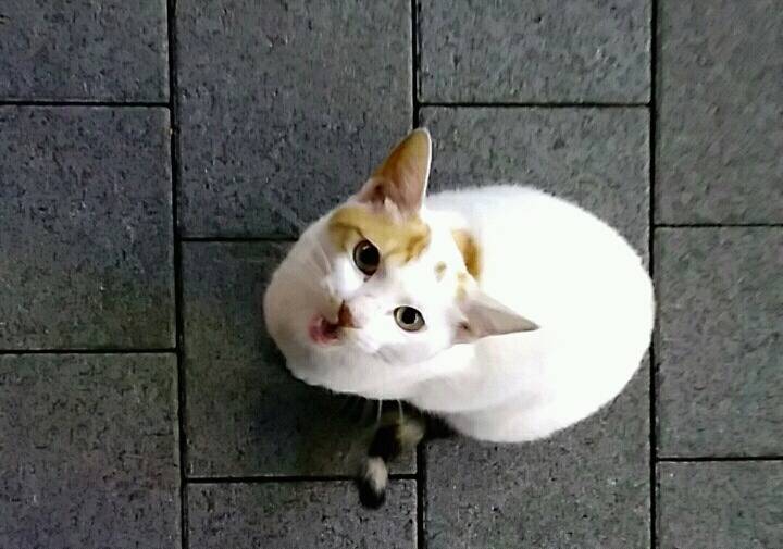 제가 돌보는 길냥이에요~3 | 인스티즈