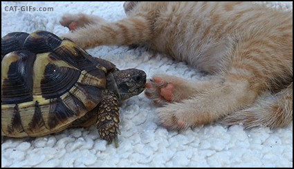 친구랑 사이좋게 샐러드 먹는다냥 | 인스티즈