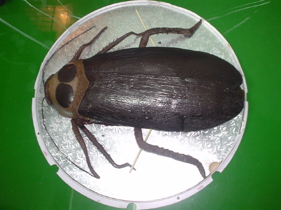 실제로 보면 다들 놀란다는 케이크 [벌레주의심약자클릭금지] | 인스티즈