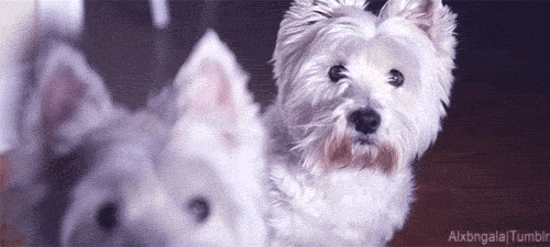 개들이 호기심 많을때 하는 행동 | 인스티즈