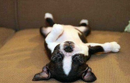 진짜 편해보이는 댕댕이들 자는 자세.jpg | 인스티즈