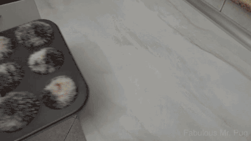 귀여운 고슴이들 | 인스티즈