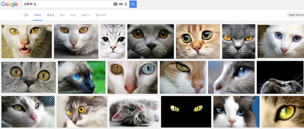 힐링을 위해 고양이를 검색해보았다냥 | 인스티즈