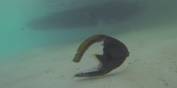 몸통을 잃고도 헤엄치는 물고기.gif | 인스티즈