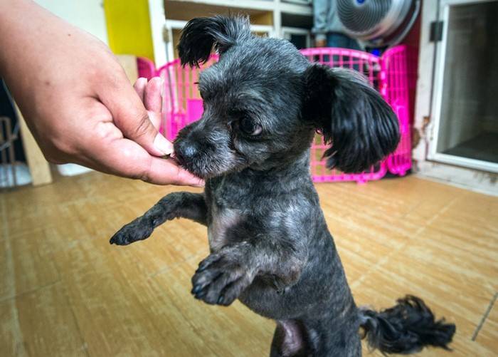 사람들한테 관심 받으려고 토리가 하는 행동 | 인스티즈