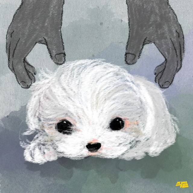 애견샵 강아지들의 엄마는 어디 있을까? | 인스티즈