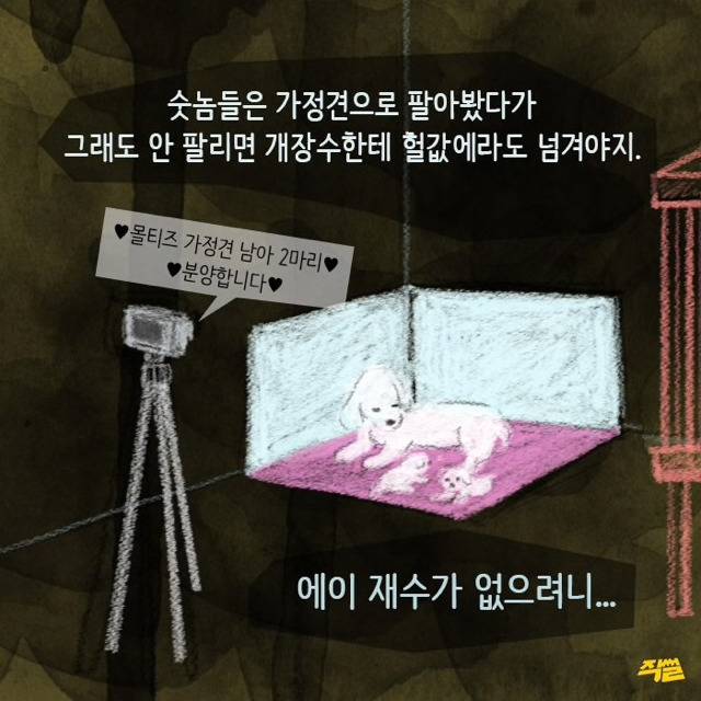 애견샵 강아지들의 엄마는 어디 있을까? | 인스티즈