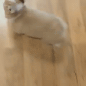 삐진 웰시코기 | 인스티즈