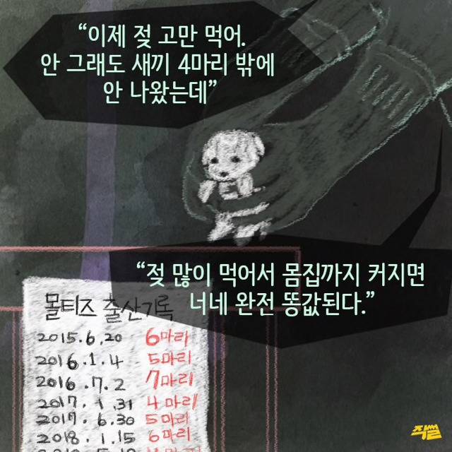 애견샵 강아지들의 엄마는 어디 있을까? | 인스티즈