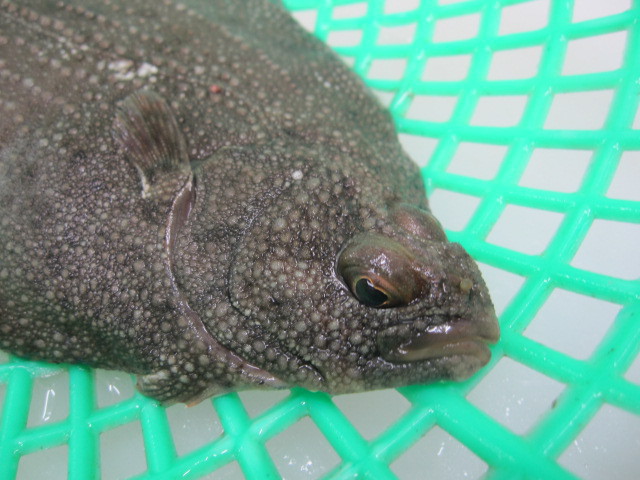 우리나라에서 가장 비싼 회...이시가리 | 인스티즈