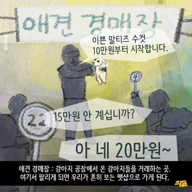 애견샵 강아지들의 엄마는 어디 있을까? | 인스티즈