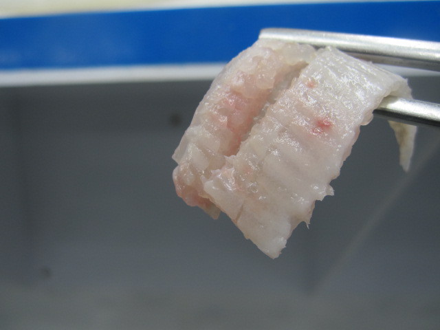 우리나라에서 가장 비싼 회...이시가리 | 인스티즈