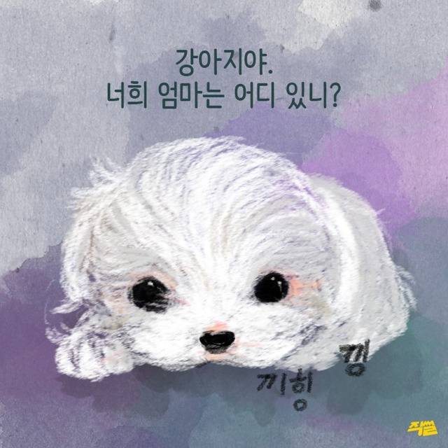 애견샵 강아지들의 엄마는 어디 있을까? | 인스티즈