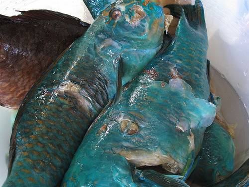 식욕감퇴음식(혐오주의) | 인스티즈