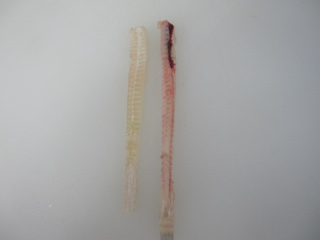 우리나라에서 가장 비싼 회...이시가리 | 인스티즈