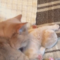 냥이들 | 인스티즈