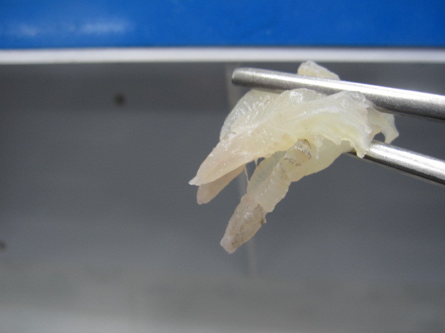 우리나라에서 가장 비싼 회...이시가리 | 인스티즈