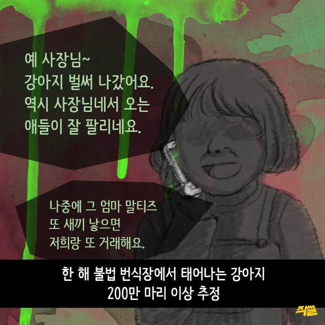 애견샵 강아지들의 엄마는 어디 있을까? | 인스티즈