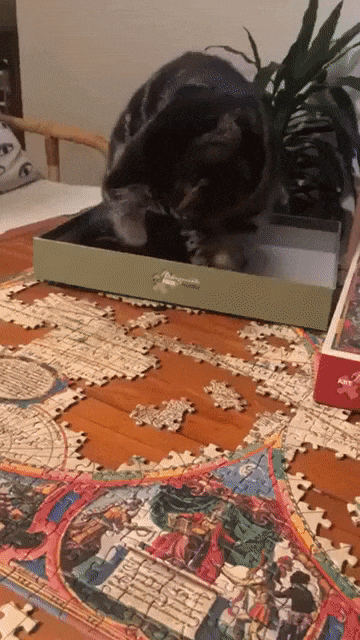 내가 도와주겠다냥~ | 인스티즈