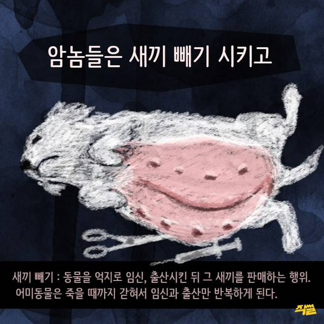 애견샵 강아지들의 엄마는 어디 있을까? | 인스티즈
