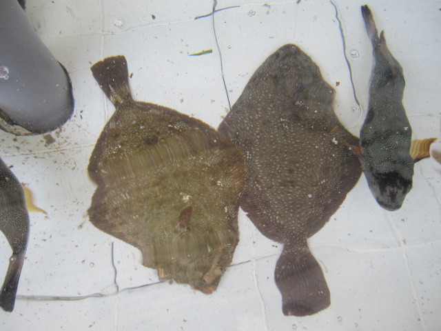 우리나라에서 가장 비싼 회...이시가리 | 인스티즈