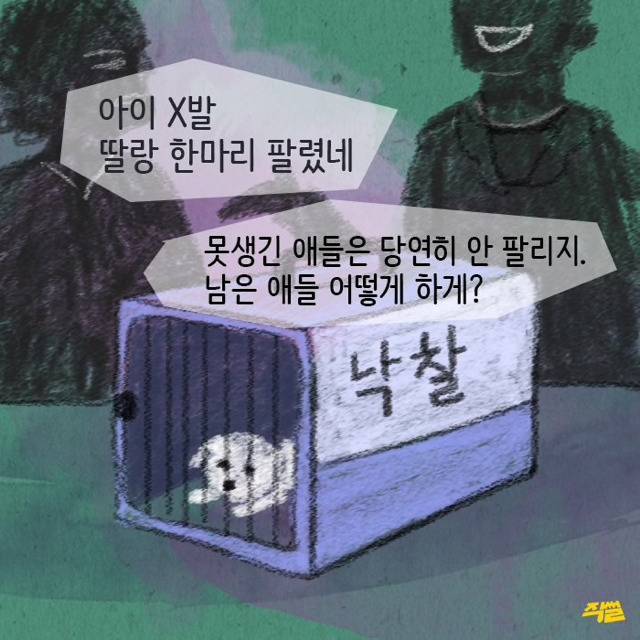 애견샵 강아지들의 엄마는 어디 있을까? | 인스티즈