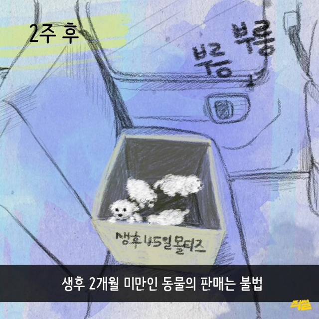 애견샵 강아지들의 엄마는 어디 있을까? | 인스티즈