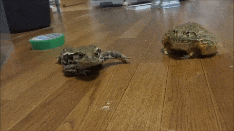 개구리도 삐진다.gif | 인스티즈