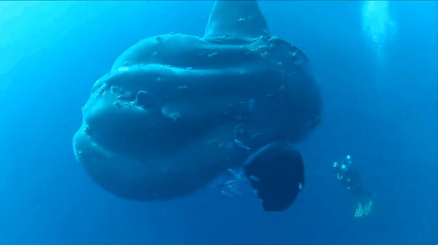 개복치 실제 크기.gif | 인스티즈