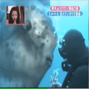 개복치 실제 크기.gif | 인스티즈