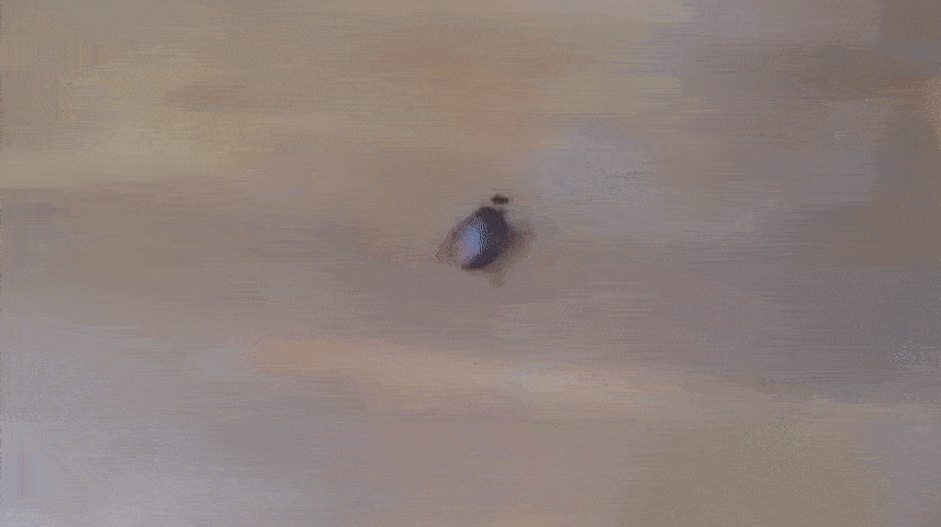 바퀴벌레 스프레이.gif | 인스티즈