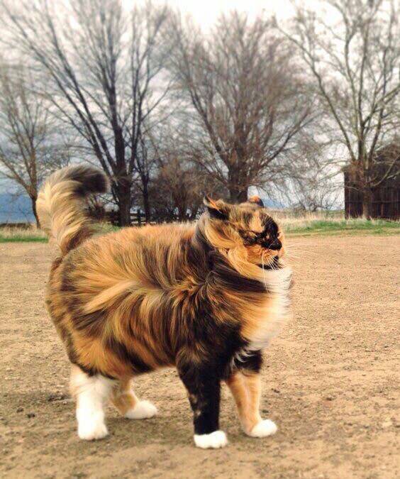 그 사람에게는 고양이가 없어 | 인스티즈