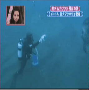 개복치 실제 크기.gif | 인스티즈