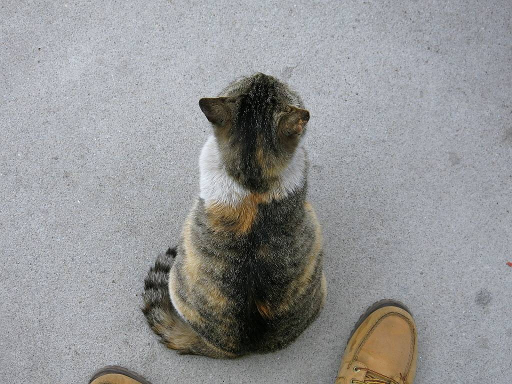 길냥이 이야기 | 인스티즈