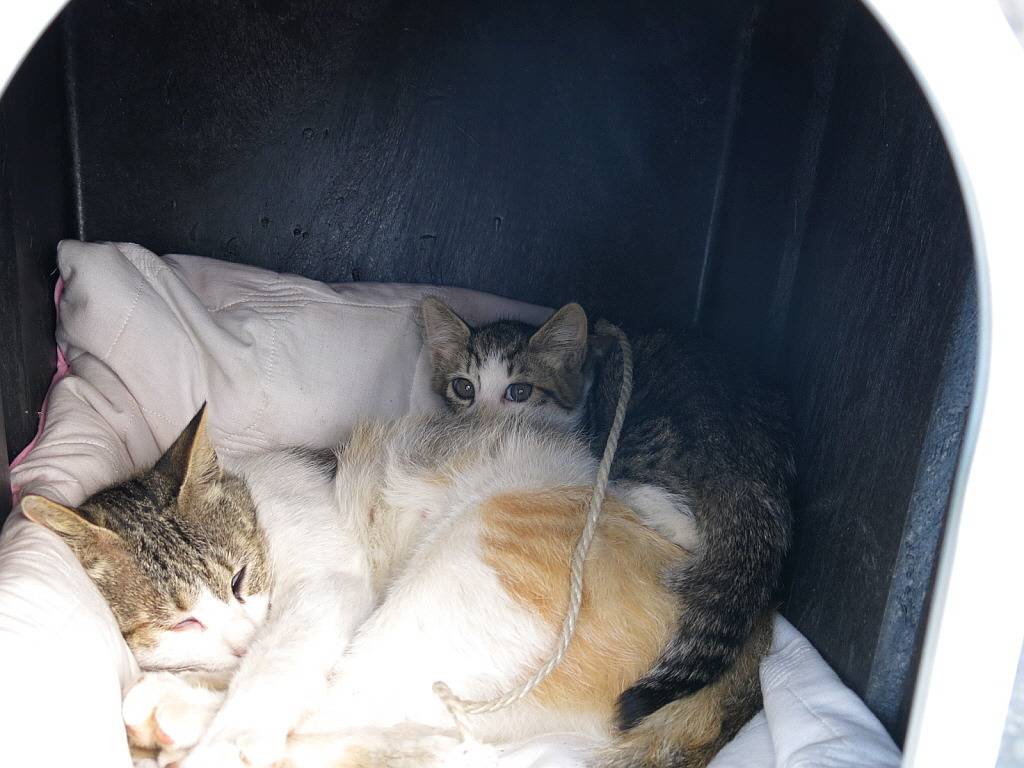 길냥이 이야기 | 인스티즈