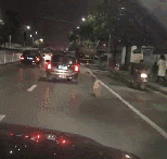 반려견 버리고 도망가는 주인.gif | 인스티즈