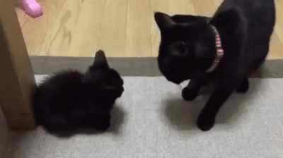 귀여운 애가 귀여운거앞에서 조심스러움.gif | 인스티즈