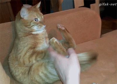 고양이는 귀여움 그 자체가 아닐까.... | 인스티즈