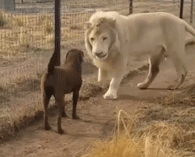 아침을여는 댕댕이 짤들 | 인스티즈