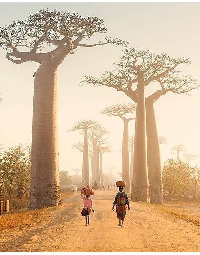 마다가스카르 | 인스티즈