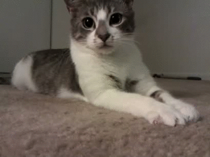 고양이는 귀여움 그 자체가 아닐까.... | 인스티즈